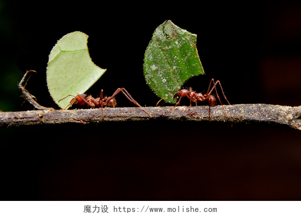 黑色的背景上的叶刀蚂蚁叶刀蚂蚁，携带叶、 黑色背景.